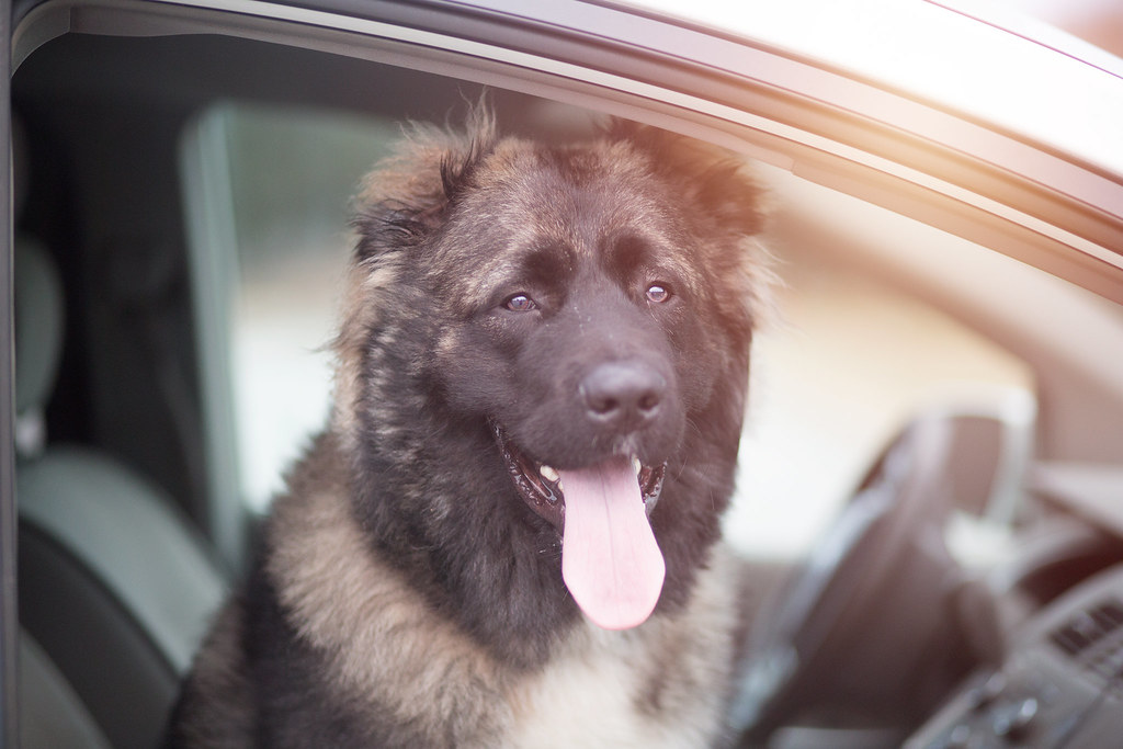 Кавказская овчарка собака в машине фото