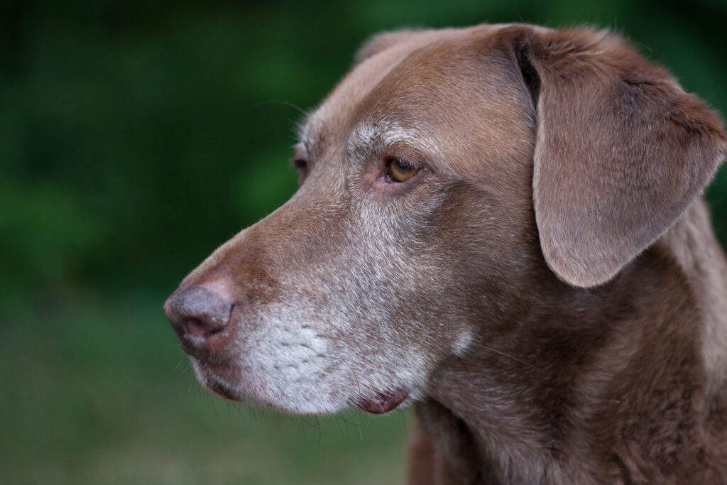 Пожилая собака с седой мордой фото крупным планом