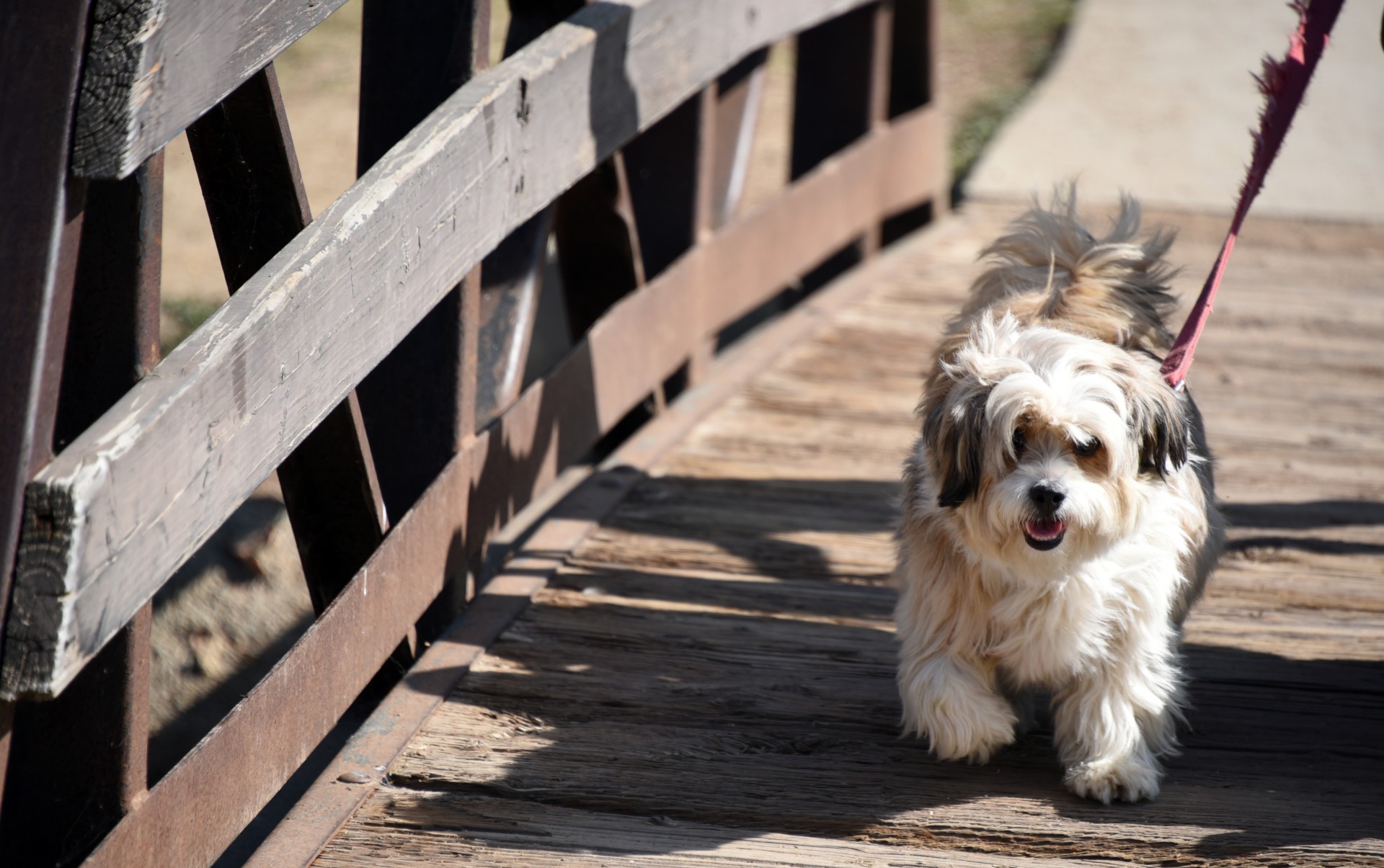 Собака на мосту. Собака в парке Сокольники. Маленькая лохматая собачка на дорожке в парке.