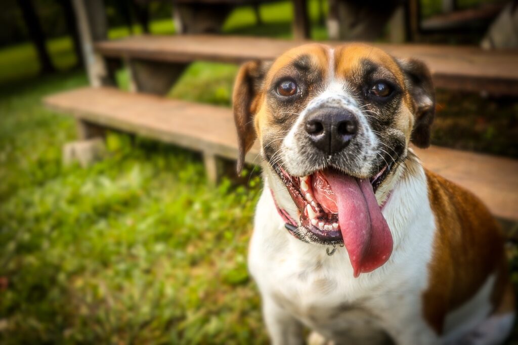 Собака с высунутым языком фото