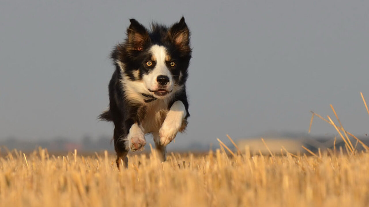 Почему собака гоняется за кошками - Все о собаках на Wikipet!