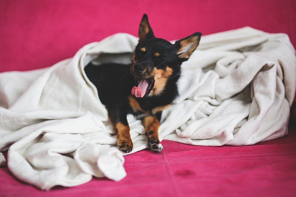 Собака зевает под одеялом фото