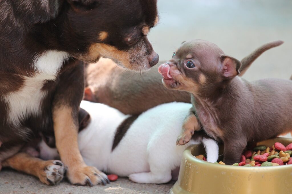 Маленький щенок в миске и взрослая собака фото
