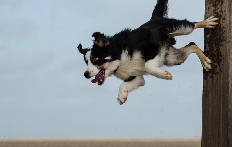 Бордер-колли собака возбудимая прыгает фото