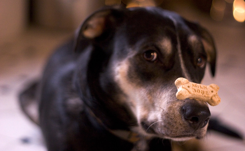 Собака держит на носу печенье фото крупным планом