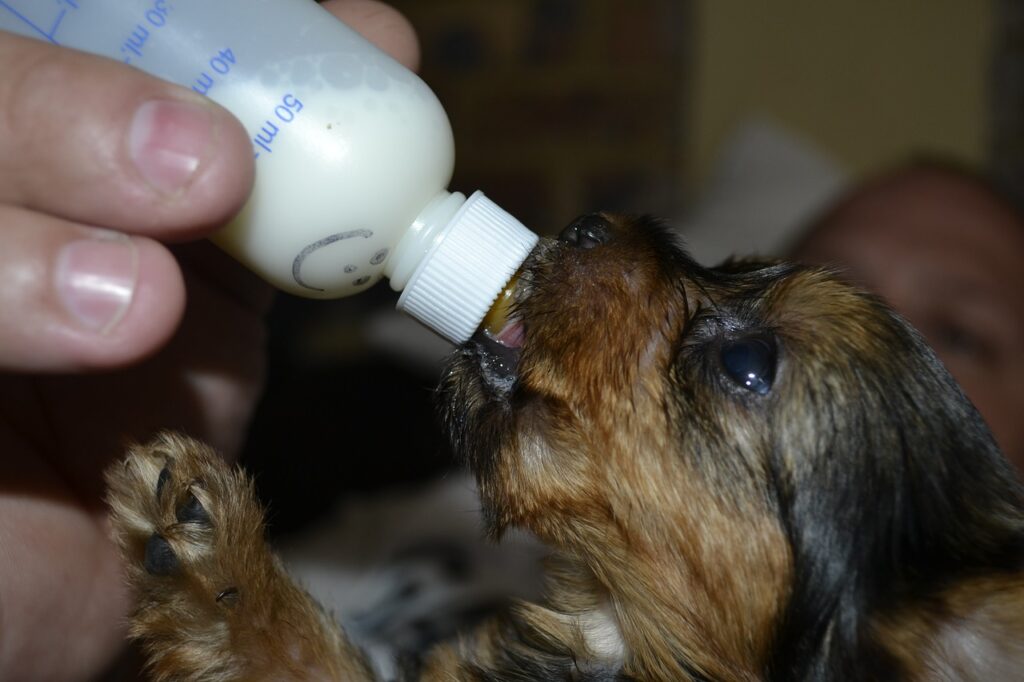 Кормление щенка из бутылочки фото