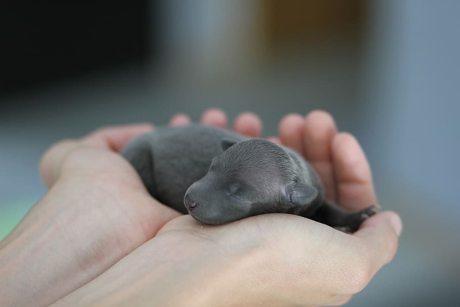 Новорожденный щенок на руках человека фото