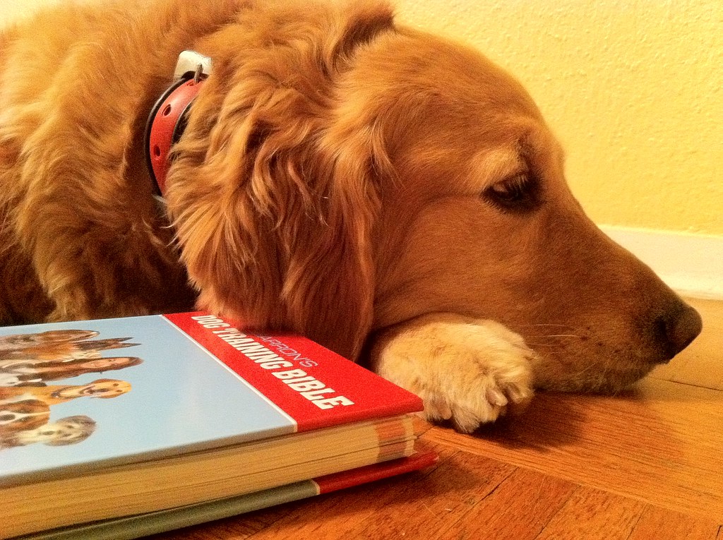Голден ретривер собака лежит возле книги о дрессировке фото крупным планом