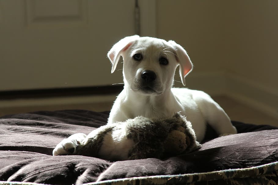 Белый щенок лежит на лежанке с игрушкой фото