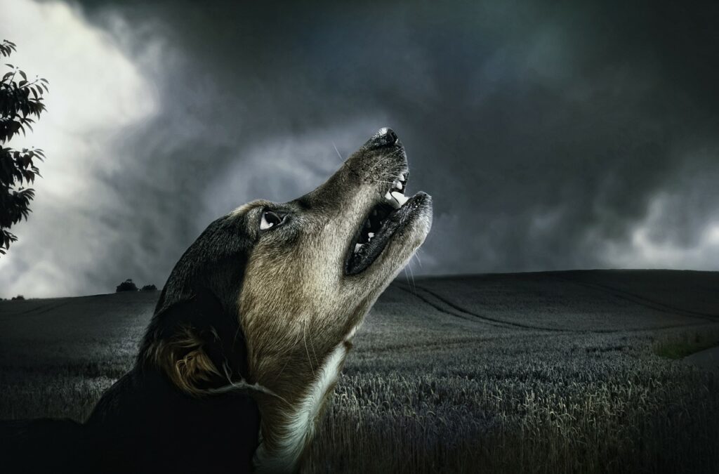 Собака воет в темноте фото