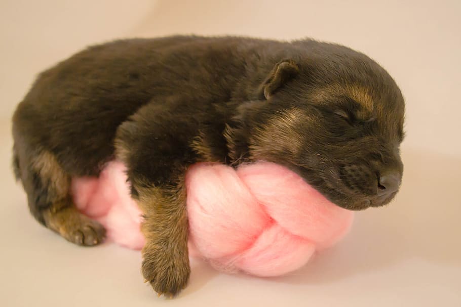 Новорожденный щенок ротвейлера фото