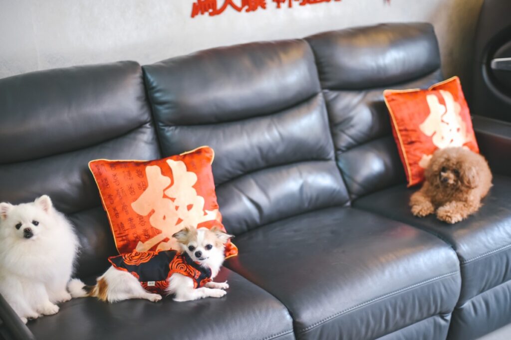 Собаки на диване: шпиц померанский, чихуахуа, пудель фото