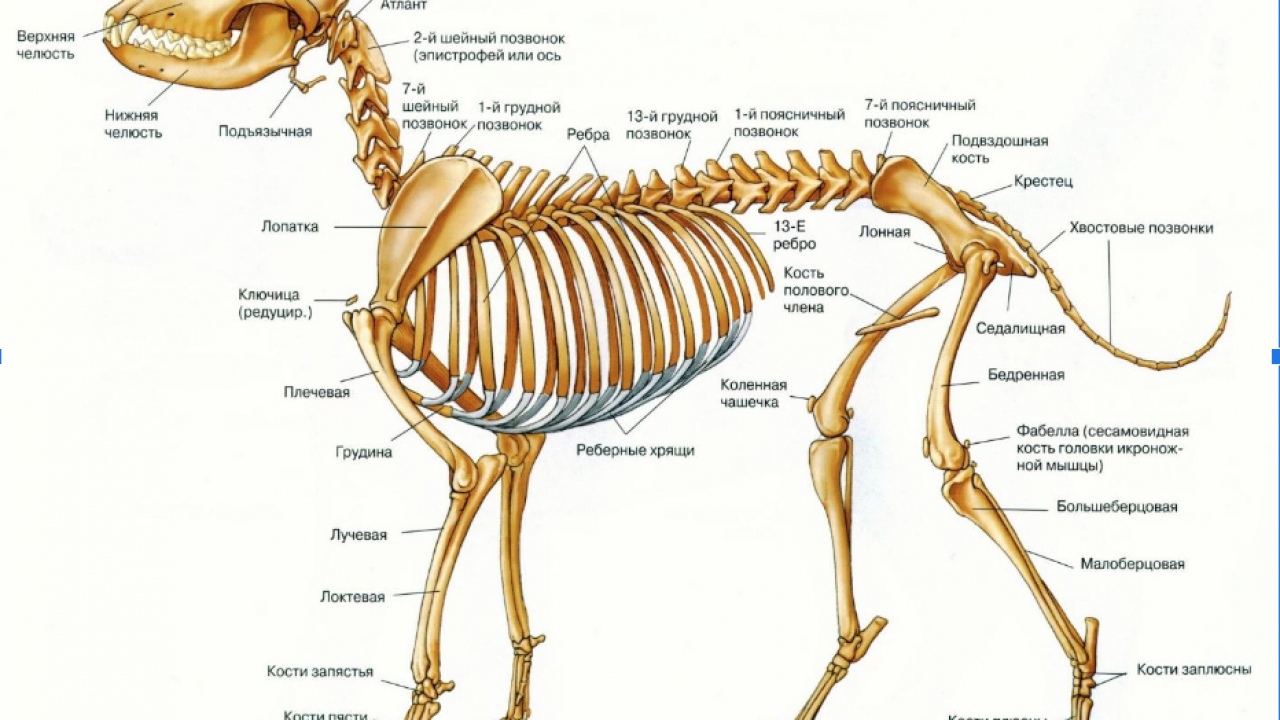 Скелет собаки: анатомия, особенности, схема