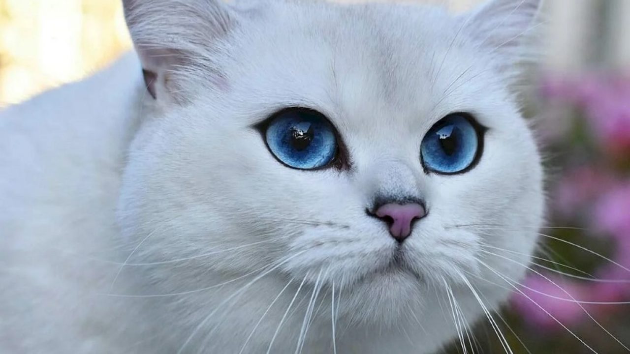 Белый кот с синими глазами - Wikipet